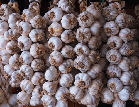 Chinese Garlic Rebounds in the Export Market While Carrying Risks - Tridge