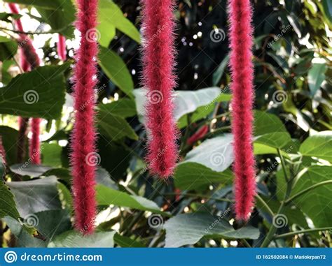 8 fungsi ekor pada kucing , ekor adalah bagian organ kucing yang mempunyai bentuk memanjang dan ada fungsi tersembunyi dibalik bentuknya yang menggemaskan. Die Chenille-Pflanze Acalypha Hispida, Nesselblatt ...