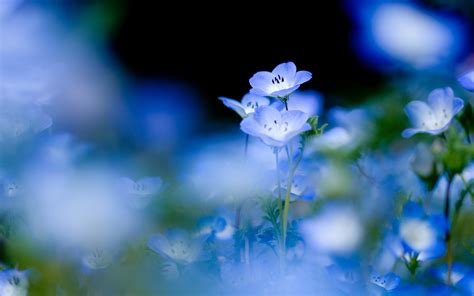 Blue Flowers Wallpapers Flower Background Flowers Wallpapers Computer
