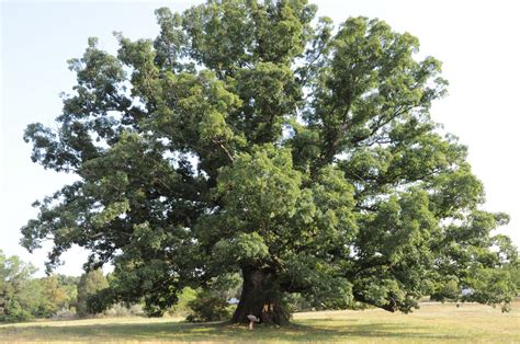 White Oak — A Majestic Native Species Piedmont Master Gardeners