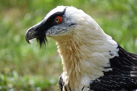 30 Bearded Vulture Facts About The Bone Eating Bird Of Prey