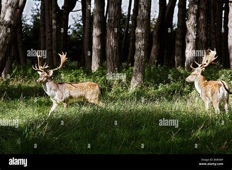 Wild Deer In The Phoenix Park Dublin 8 Ireland Stock Photo Alamy