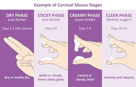Cervical Mucus Chart Gallery Of Chart 2019
