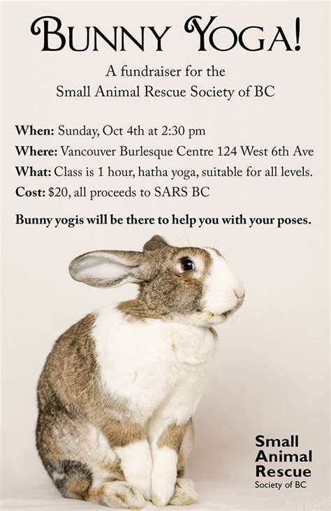 Bunny Yoga Is A Thing Because Vancouver Huffpost Canada