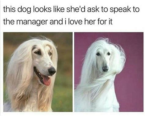 16 Dog Memes That Are Exactly What You Need If Youre Having A Bad Day