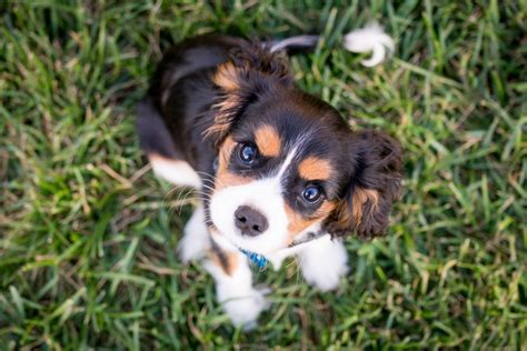 If your dog is vomiting on a regular basis, or has diarrhea, a worm infestation could be to blame. How Do You Know If a Puppy Has Worms? - DogVills