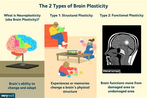 How Experience Changes Brain Plasticity Neuroplasticity