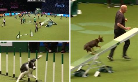 Crufts 2019 Live Stream Here Watch Crufts 2019 Day 2 Agility And Fly