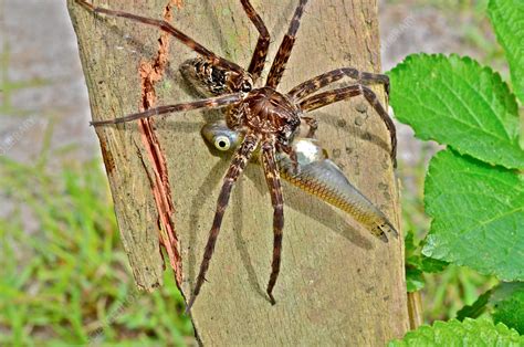 Fishing Spider Eating A Fish