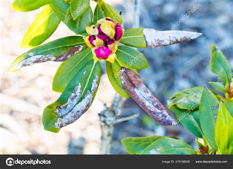 Check spelling or type a new query. Fermer Plante Rhododendron Avec Maladie Chlorose Sur Les ...