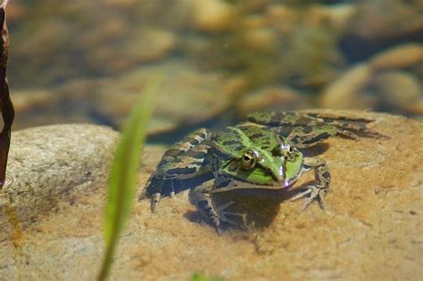 Was war vor dem urknall hawking. 1,5 mm olivgrüne Teichfolie | Teichfolie Österreich