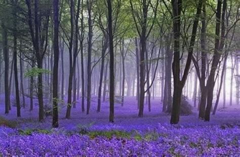 Lavender Forest Beautiful Nature Nature Beautiful World