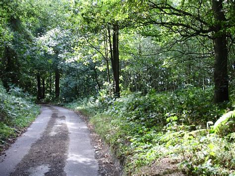Woodland On Coldharbour Road Penny Mayes Cc By Sa Geograph Britain And Ireland