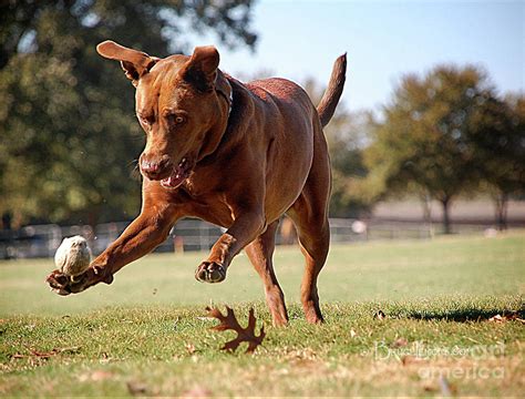 Dog Chasing Ball Photograph By Bruce Lemons Pixels
