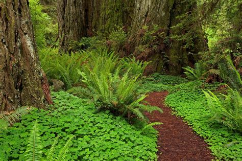 Fern And Wood Sorrel Forest Plants Plants California Landscape