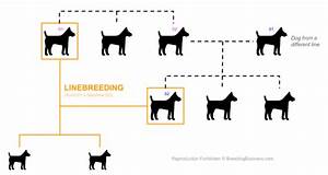 Inbreeding Definition What It Means In Dog 