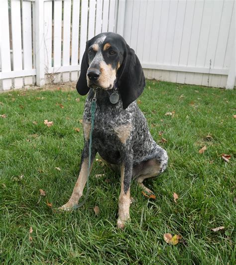 Free Images : animal, canine, pet, vertebrate, harrier, dog breed