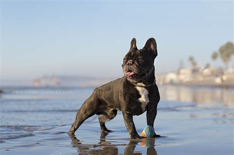 Adopt a puppy or dog from san diego county's helen woodward animal center today! Gaston the French Bulldog! (Photos in Del Mar, CA) San ...