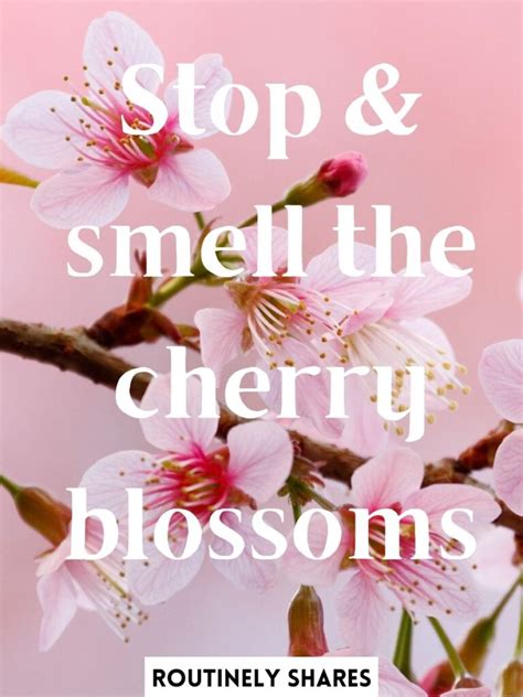 The 100 Best Cherry Blossom Captions For Instagram To Celebrate The