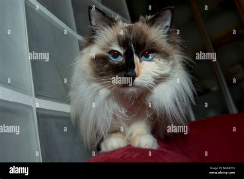 Blue Eyes White And Black Ragdoll Cat Portrait Stock Photo Alamy