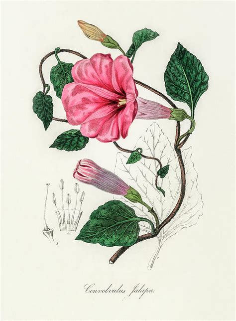 Jalapa Vintage Botanical Illustration Digital Art By Bellavista