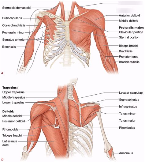 This is a table of skeletal muscles of the human anatomy. Wiring And Diagram: Diagram Of Upper Body Muscles
