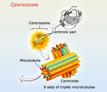 Use different colors of clay for the different cellular structures. SCIENCE: Cell (11 th Biology - NCERT)