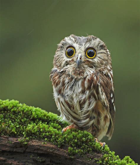 Saw Whet Owl By Image By David G Hemmings