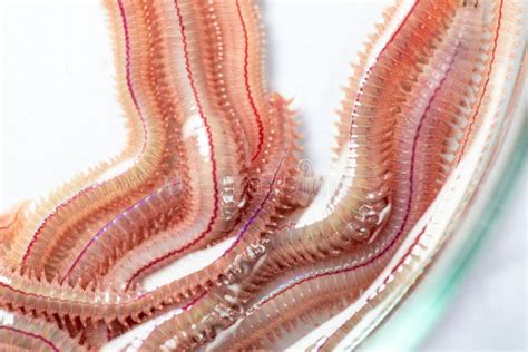 Sand Worm Perinereis Sp Is The Same Species As Sea Worms Polychaete