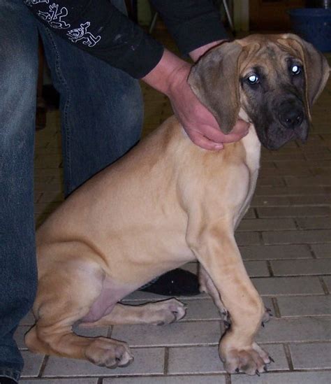 What can i do for my large dog's knuckling? Knuckling Over, Bowed Legs and HOD - Great Dane Health ...