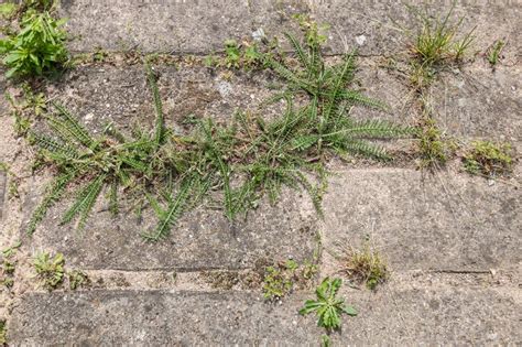 Sidewalk Overgrown With Weeds In The Garden Stock Photo Image Of Rock