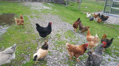 Free range chickens are fun to watch, but there are five truths you should be aware of before letting free range chickens truth #2: Free Range Chicken Eggs - Greenhouse Farms, LLC