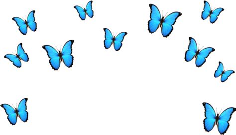 Aesthetic Butterfly Clipart 🖤 Aesthetic Blue Butterfly Png 2021