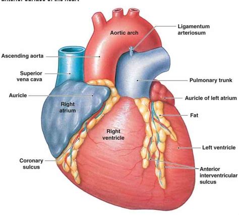 Anterior Wall Of The Heart Mar Human Anterior Wall Of The Heart Anatomy