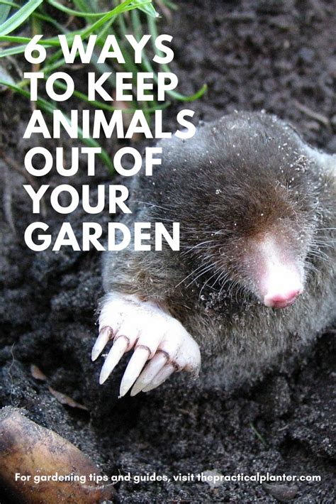 6 Effective Ways To Keep Animals Out Of Your Garden Without A Fence