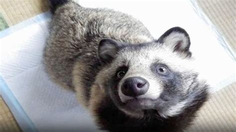 Meet Tanu The Japanese Raccoon Dog Currently Melting Hearts On The