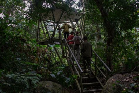 Import quality canopies supplied by experienced manufacturers at global sources. Afi Mountain Drill Ranch - Canopy Walk | The Road Chose Me