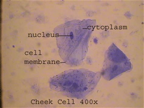 As in all animal cells, the cells of the human cheek do not possess a cell wall. The Cells and Microorganisms Webquest