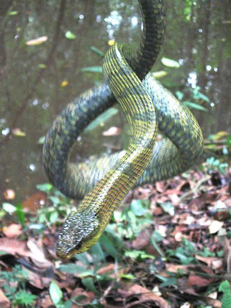 Giant Bird Snake Yellow Bellied Puffing Snake Project Noah