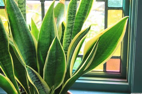 6 Houseplants That Are Low Maintenance And Easy To Care