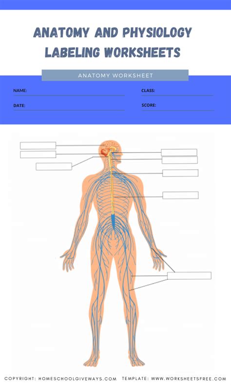Anatomy And Physiology Labeling Worksheets 6 Worksheets Free