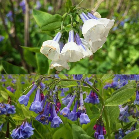 Best dining in northern virginia, virginia: Spring Wildflowers and Where to Find Them in Northern ...