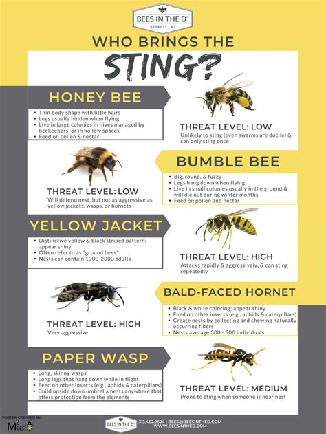 Types Of Bees Chart