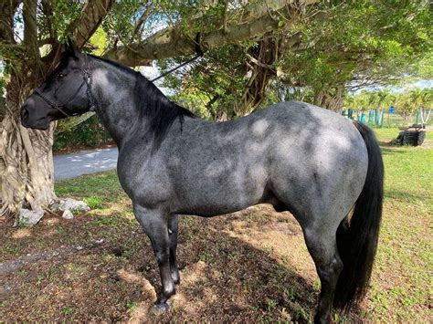 Blue Roan Stallion Only For Stud 500