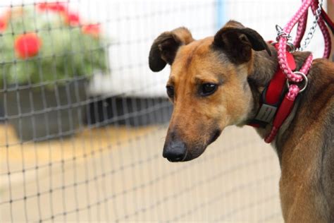 We did not find results for: Introducing... The SAFE Pet Scheme - Stray Aid