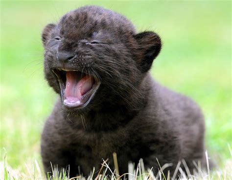 3 Week Old Black Panther Cub Pics