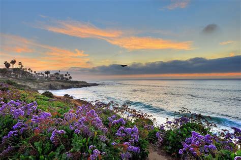 Flowers By The Ocean In 2020 Stock Pictures Pictures Ocean