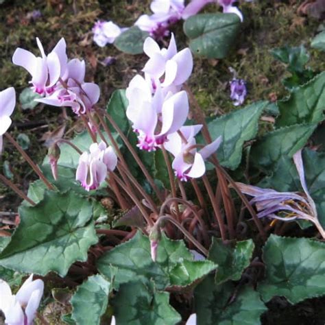 We did not find results for: Plants for dry shade to brighten up that barren, shady ...