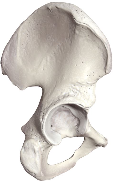 Os Ilium Diagram Quizlet