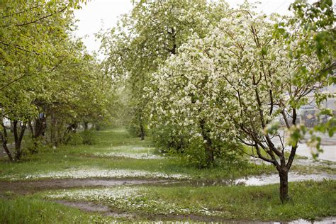 A type of small tree with thorns (= sharp points), white or pink flowers in spring, and small…. In-Season: Red Sun Chinese Hawthorn | Integrate It!